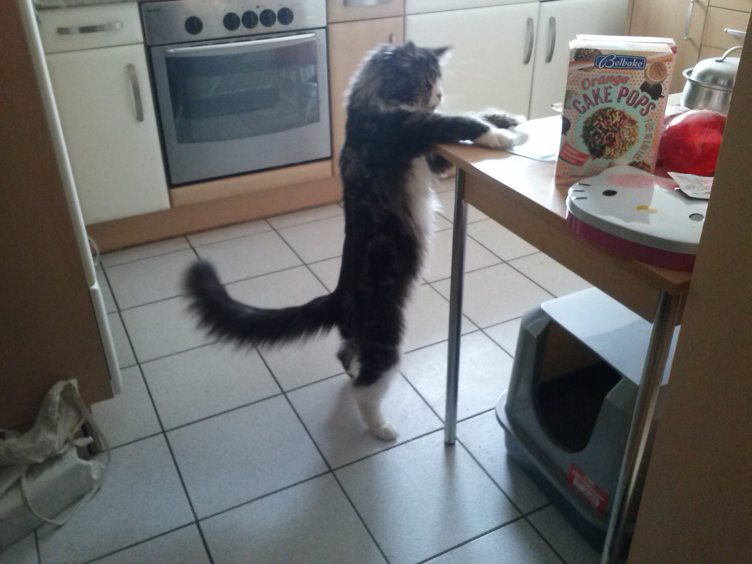 wie bei maine coon katzen knotenbildung im fell verhindern fellpflege