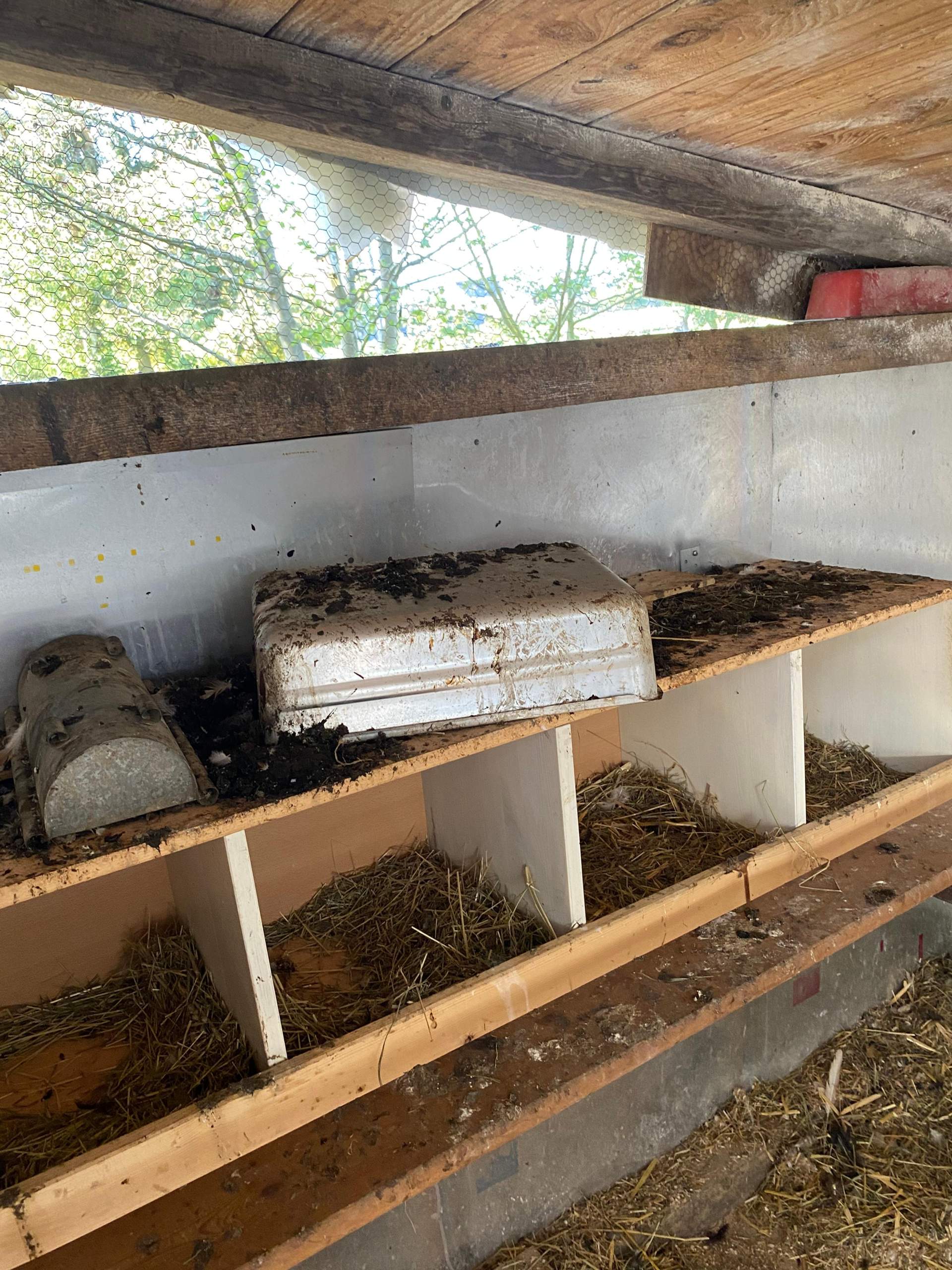Wie bekämpfe ich Ratten? (Huhn)