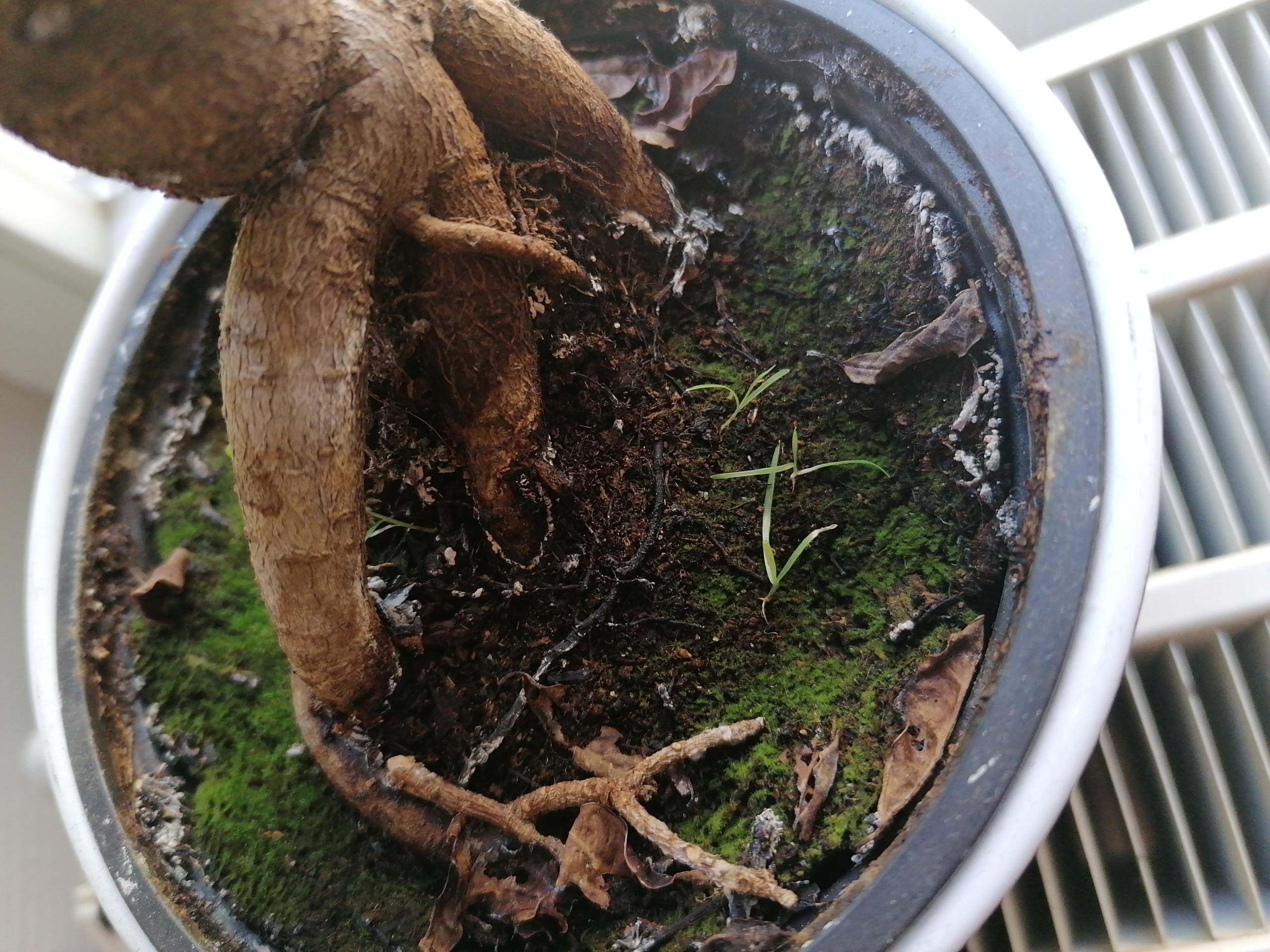 dracaena bambus pflege Bambus-Drachenbaum main image 1