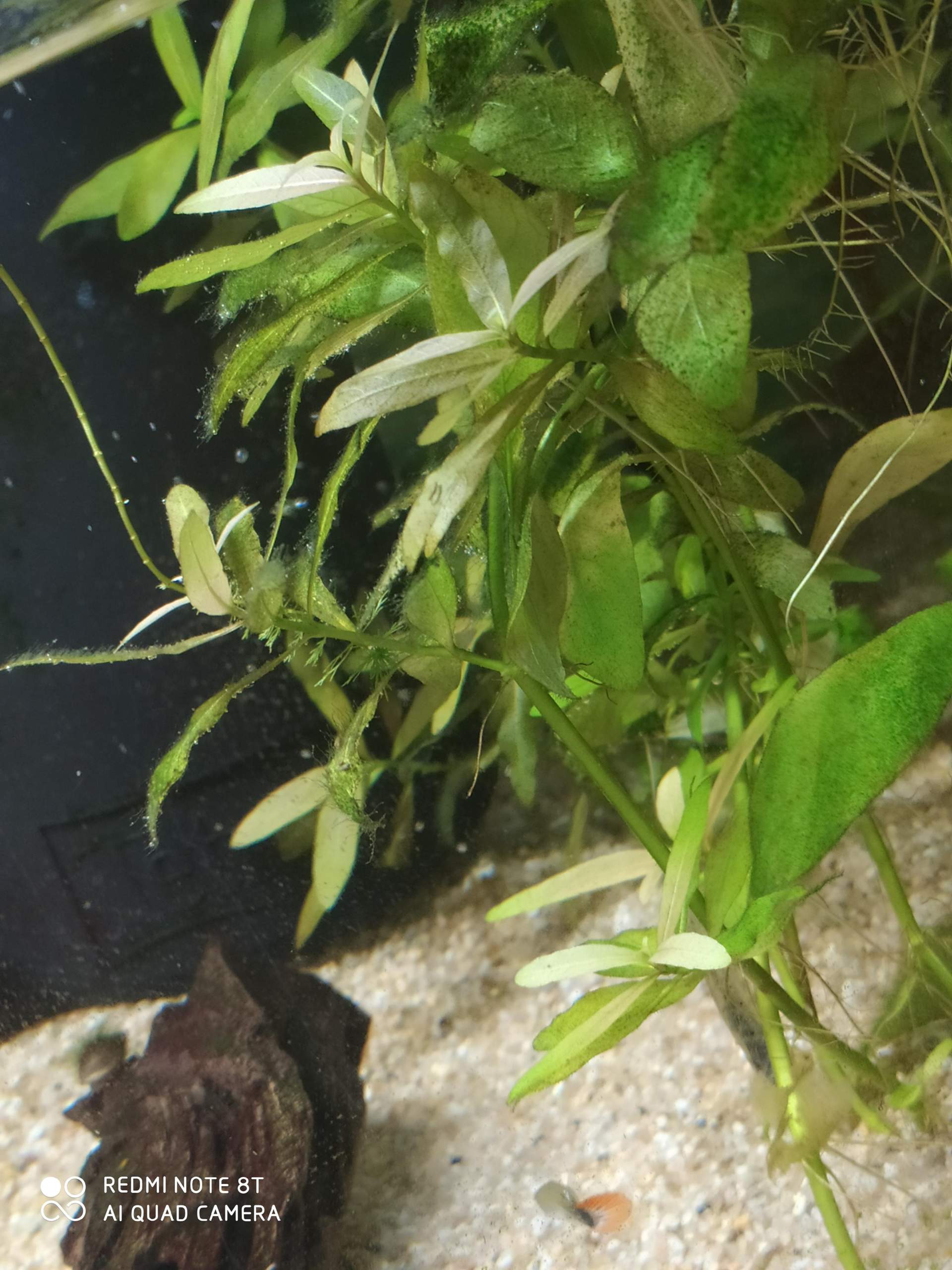 Wie bekomme ich die Algen im Aquarium Weg auf den Blättern? (Aquaristik