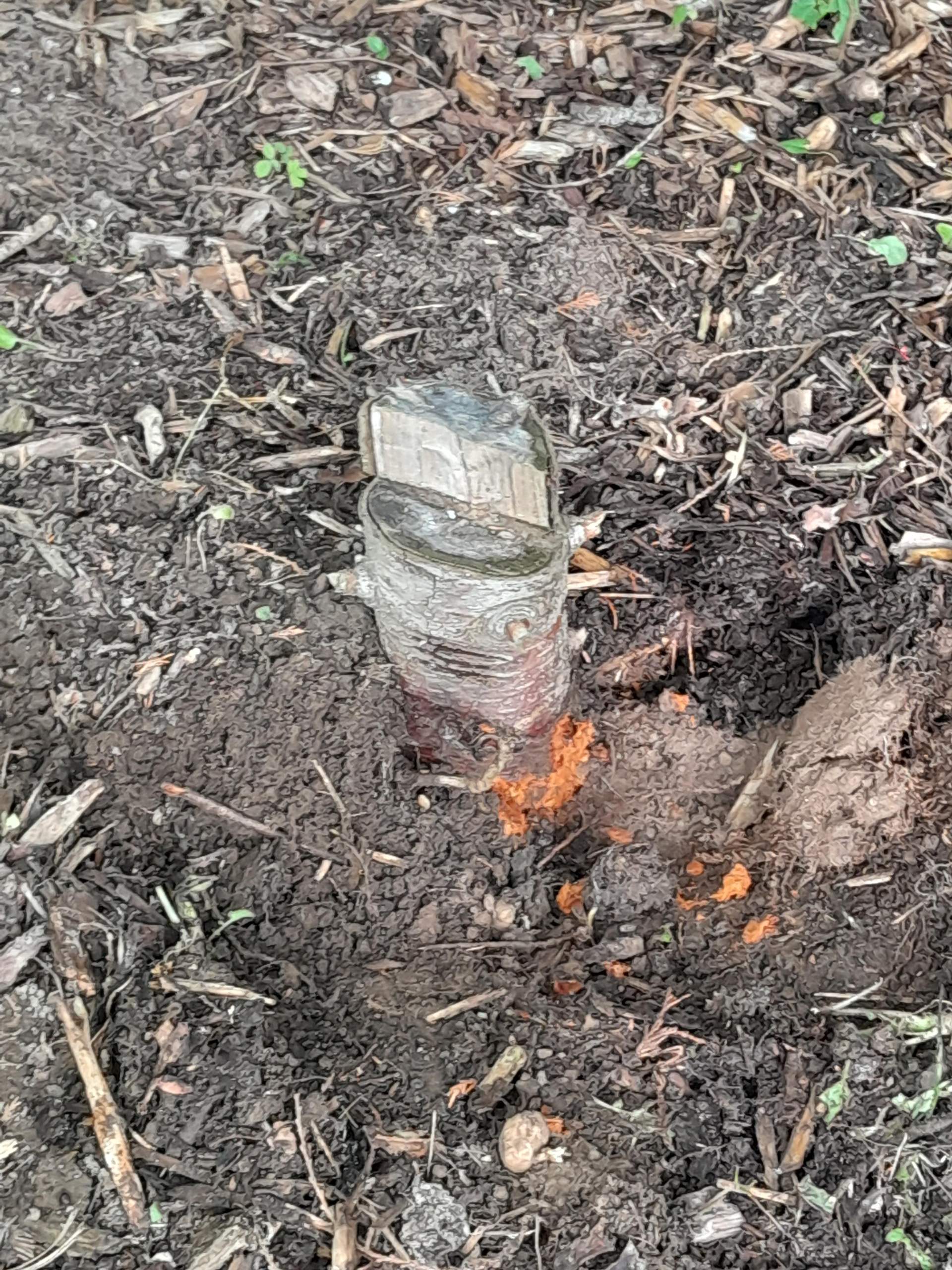 Wie Bekomme Ich Einen Baumstamm Aus Der Erde Wie bekomme ich diesen Baumstumpf aus der Erde? (Pflanzenpflege