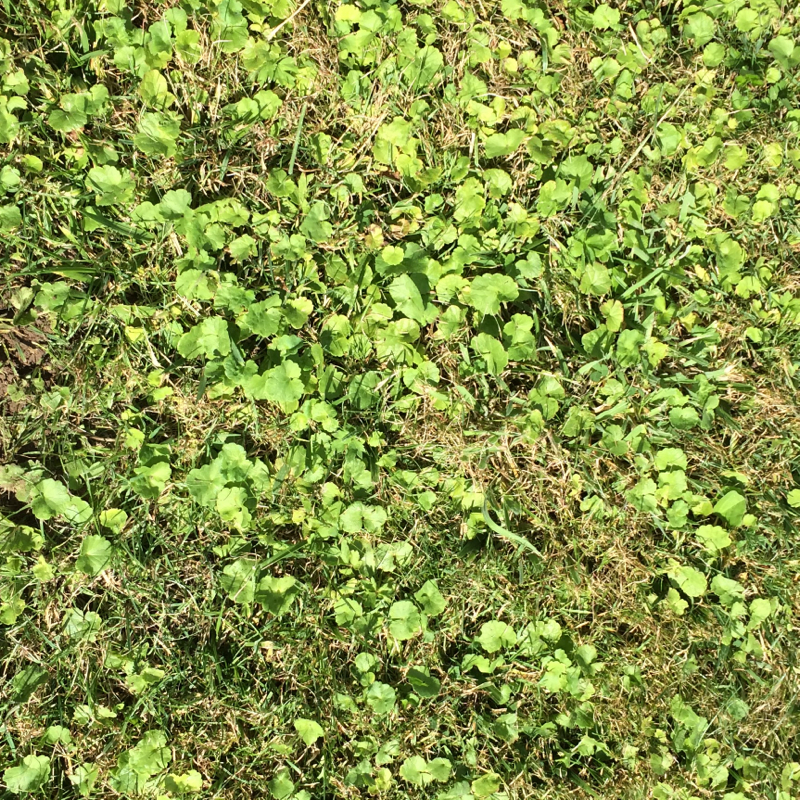 Wie bekomme ich dieses Unkraut von Rasen? (Garten)