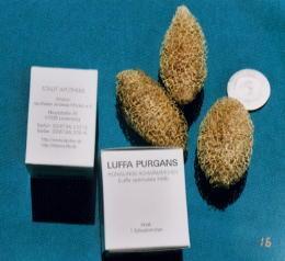 Luffa purgans - (Pflanzen, HNO, Brasilien)