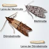 Motten schrank Motten schrank