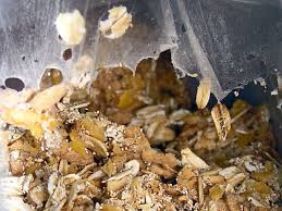 Wie Bekomme Ich Lebensmittelmotten Weg Tiere Lebensmittel Kuche