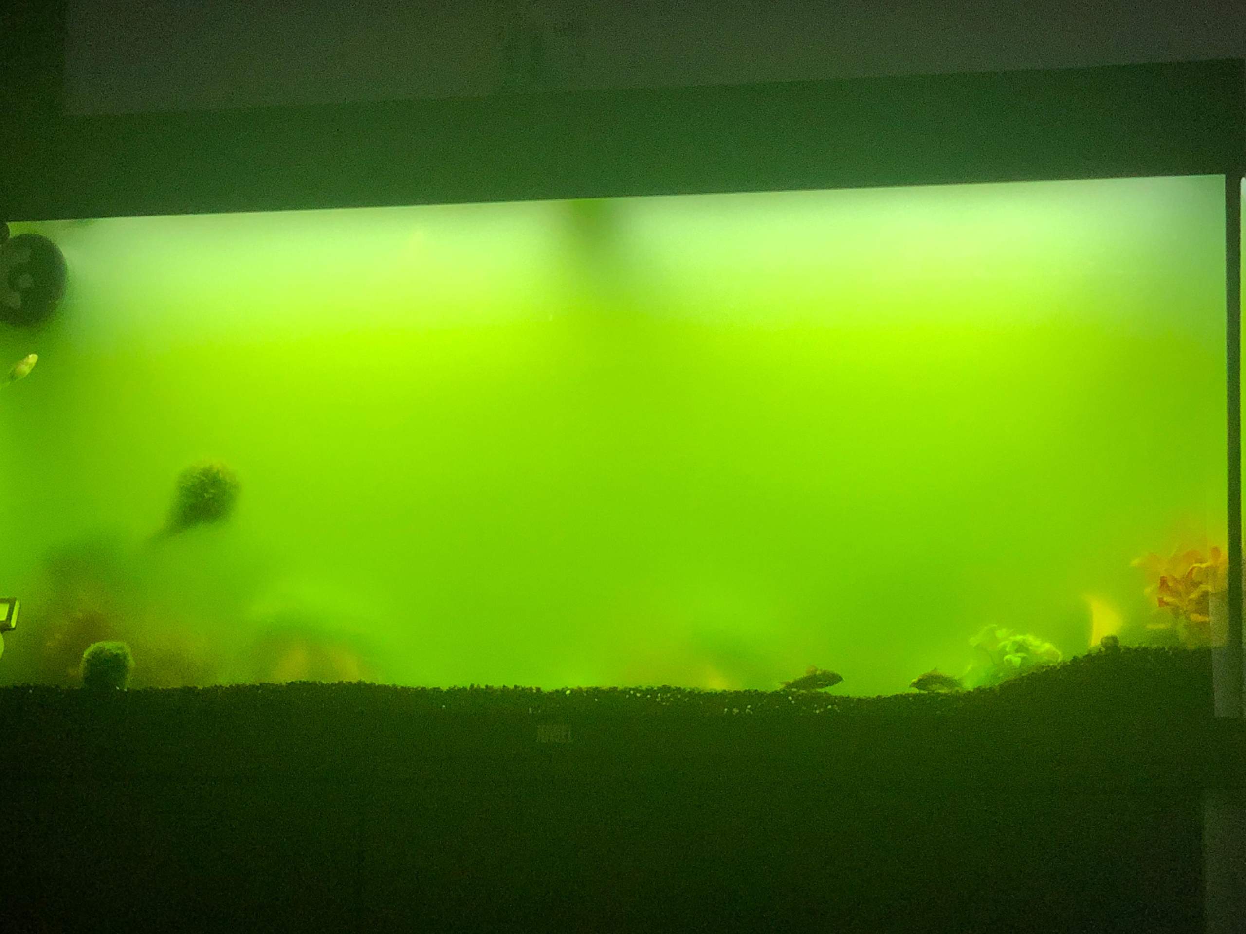 Wie bekomme ich mein Wasser wieder klar? (Aquarium, Aquaristik