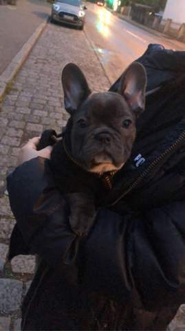 wie bekomme ich meine hund dazu beim spazieren pipi zu machen welpen gassi gehen