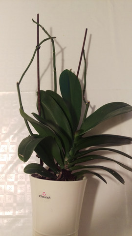 Meine Orchidee - (Pflanzenpflege, Orchideen)