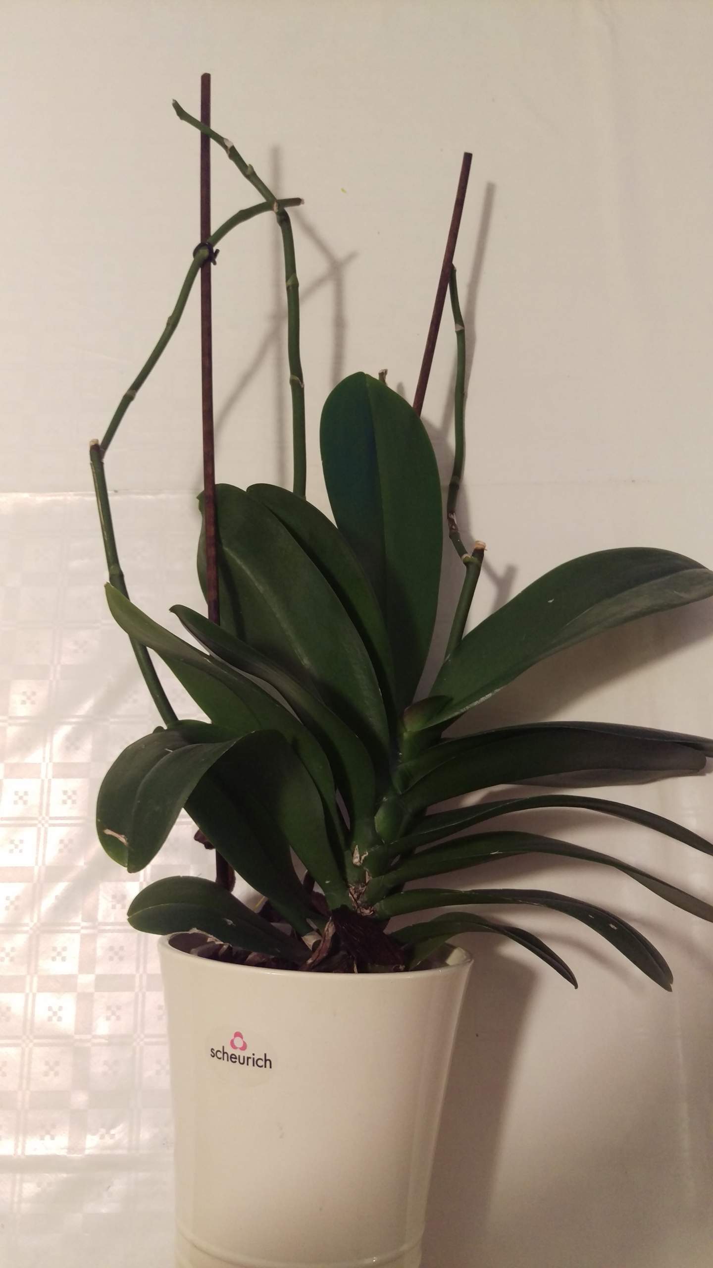 Wie bekomme ich meine Orchidee (Phalaenopsis) wieder zum blhen?  (Pflanzenpflege, Orchideen)