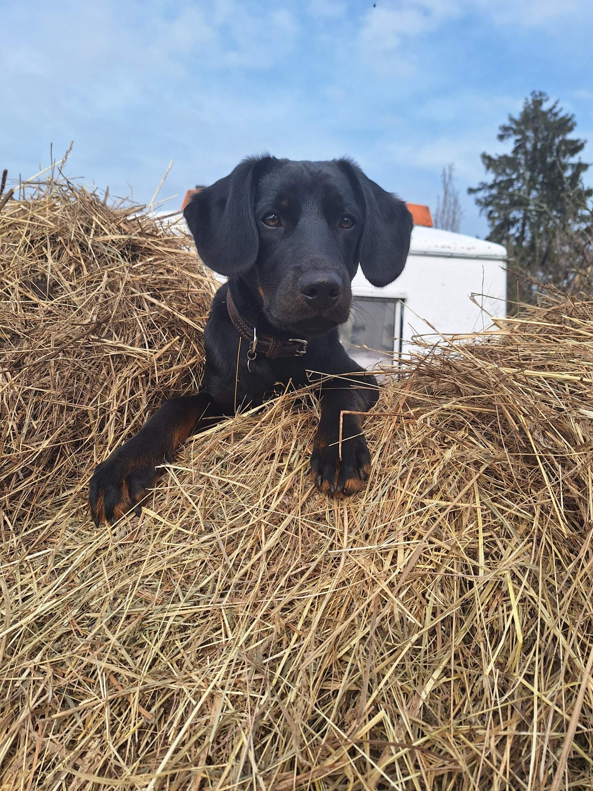 Wo Melde Ich Meinen Hund An Wie bekomme ich meinen hund an Fremde menschen? (Angst, Welpen