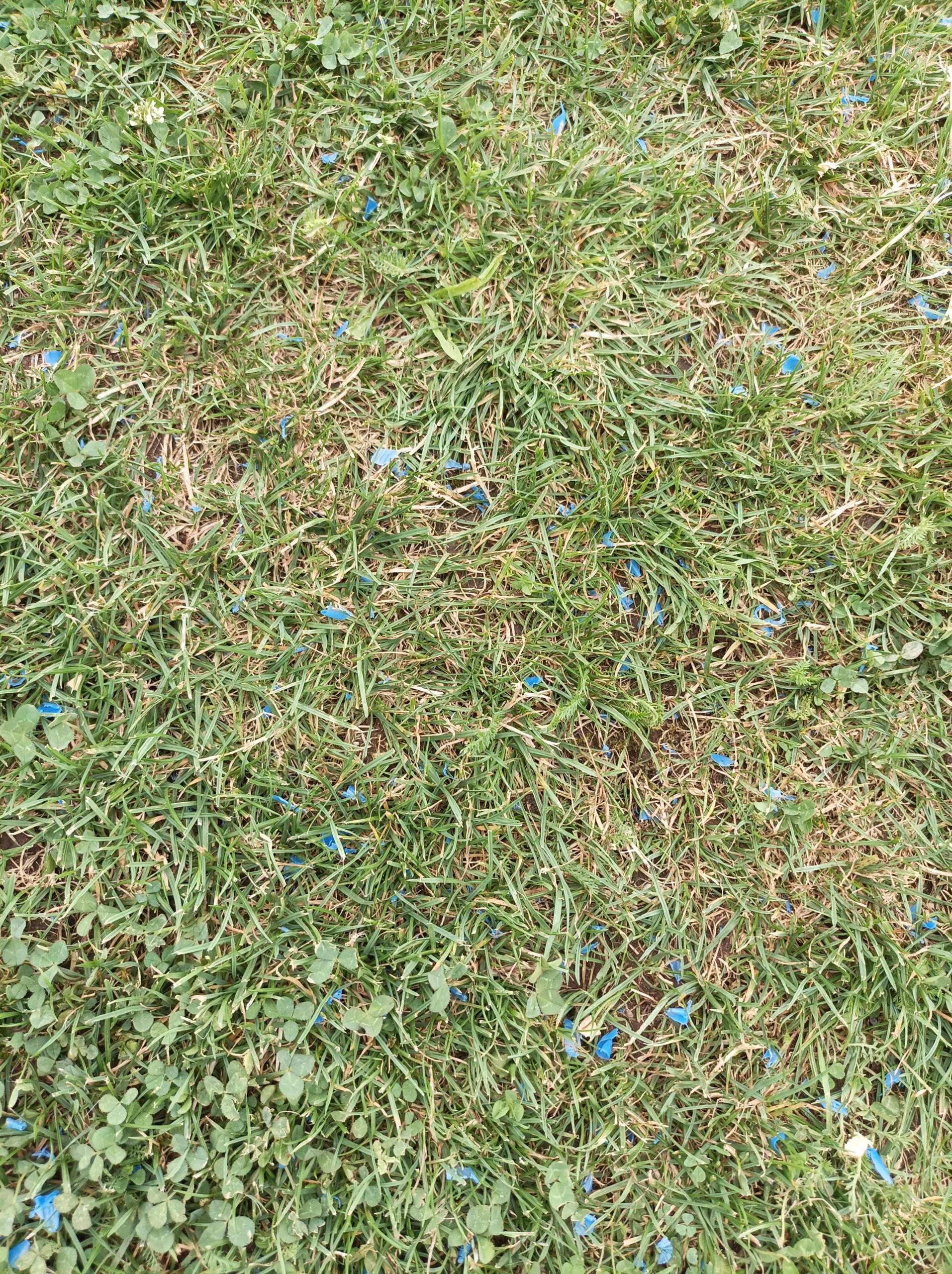 Wie bekomme ich plastik aus den rasen? (Erde, Gras, Blumen)