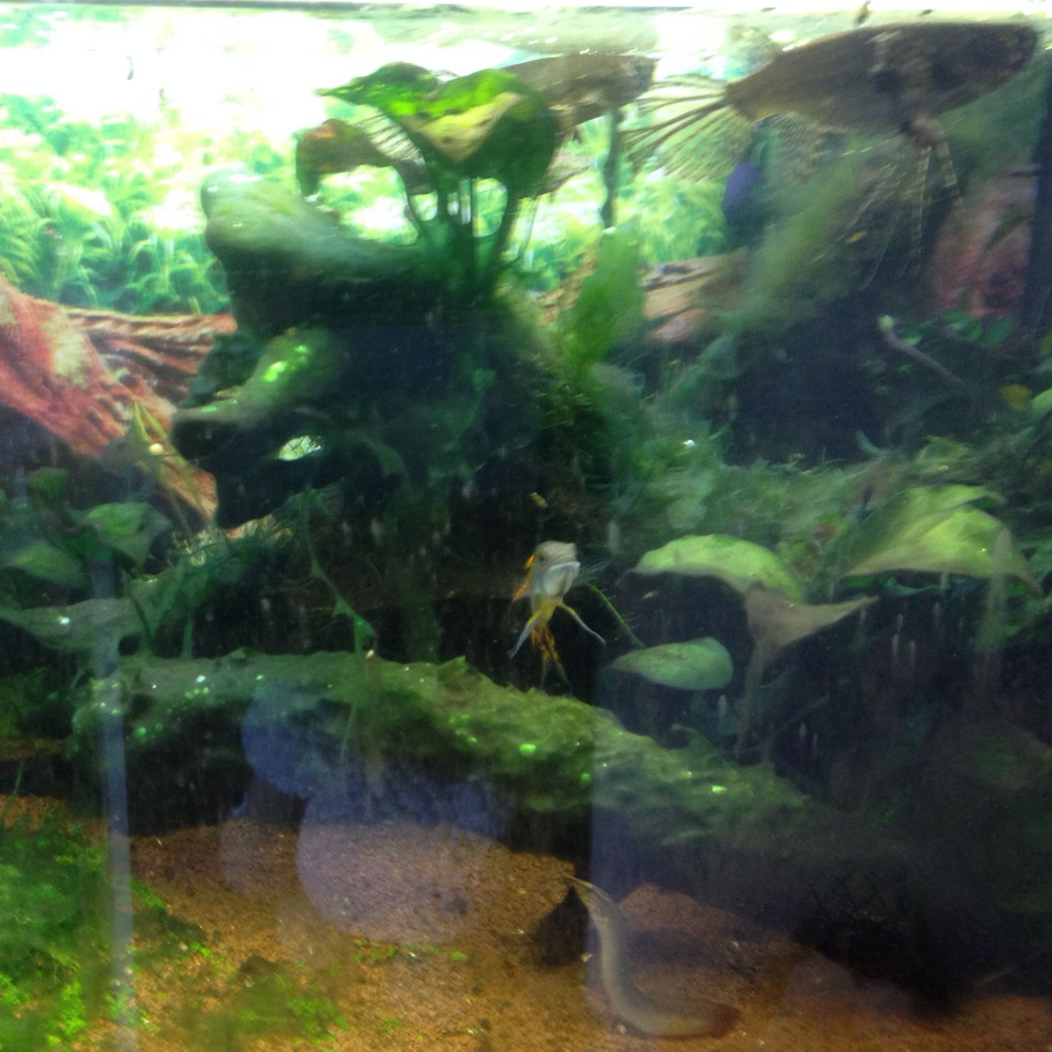 Wie bekommt man dieses Aquarium algenfrei? (Algen)