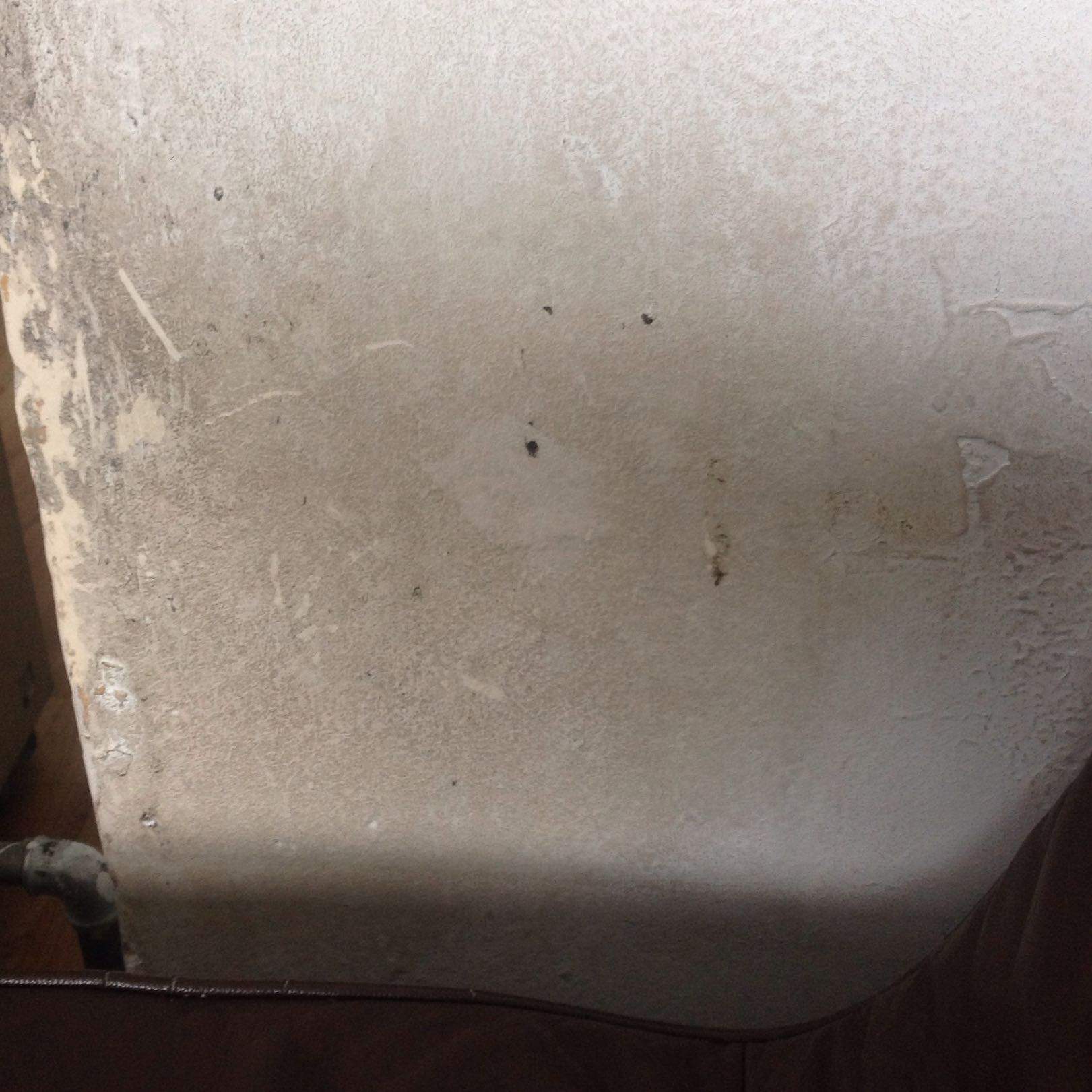 Wie bekommt man Schimmel an der Wand Weg? (Wohnung, Profi)