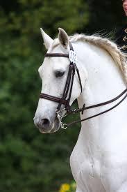 Horse - (Pferd, Hals)