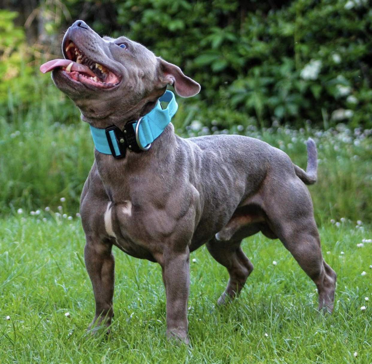Wie bekommt man sowas bitte hin? (Tiere, Hund, Training)