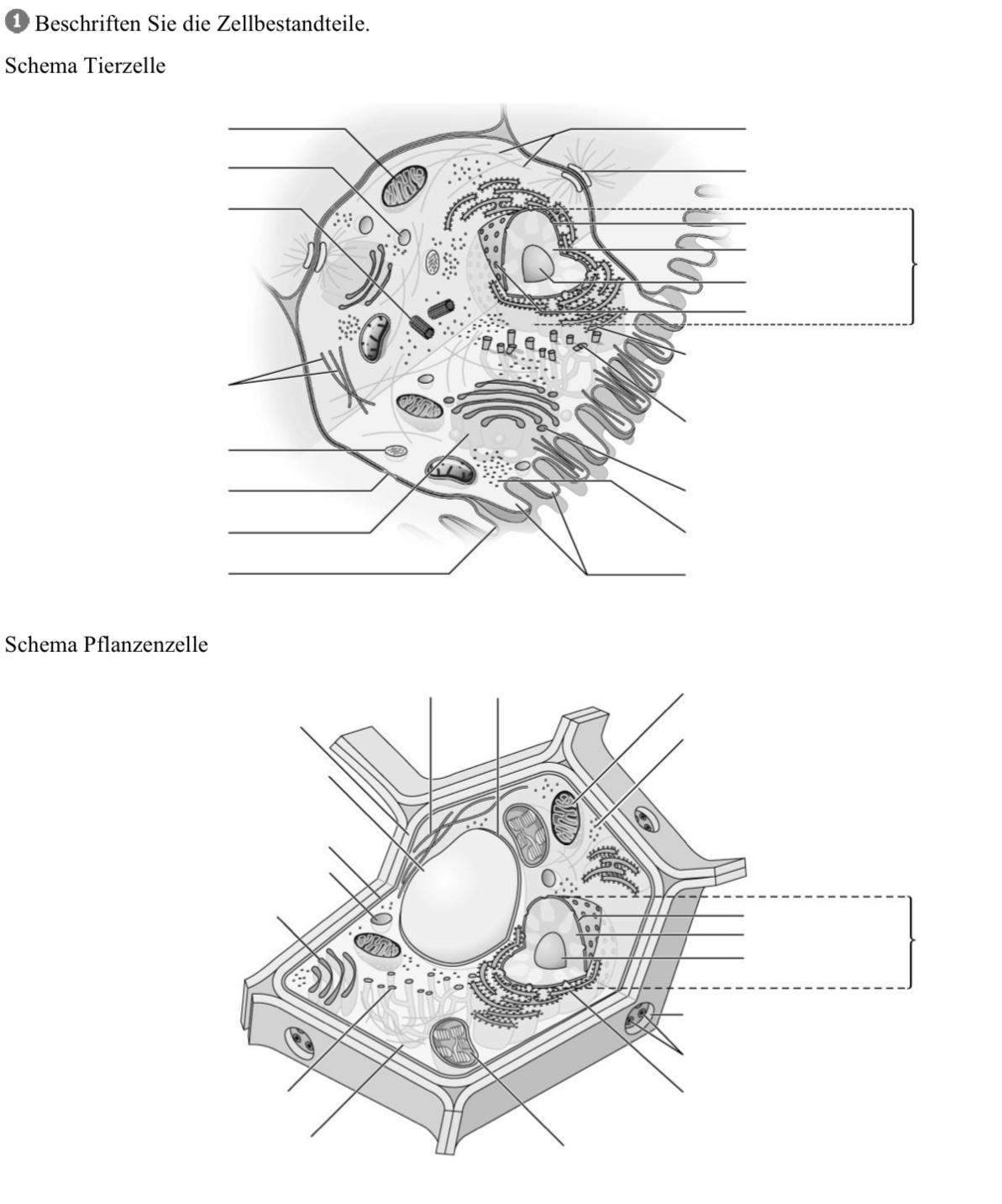 Wie beschrifte ich diese Zellen? (Schule, Biologie, Lehrer)