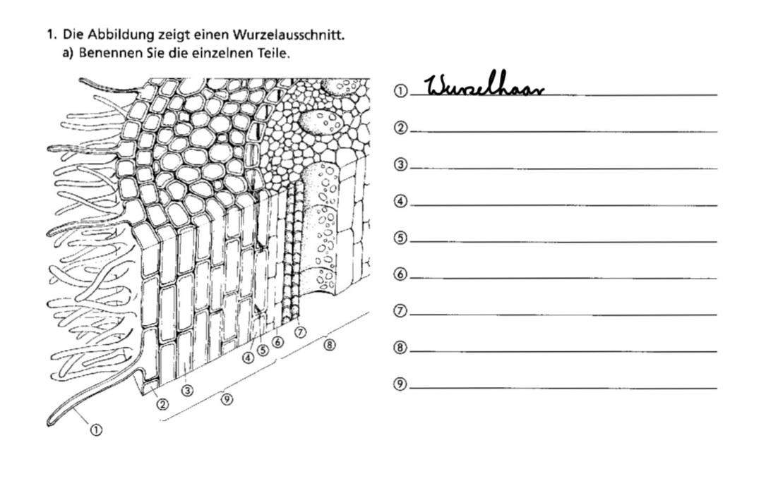 Wie beschrifte ich einen Wurzelausschnitt? (Biologie, Bio, Botanik)