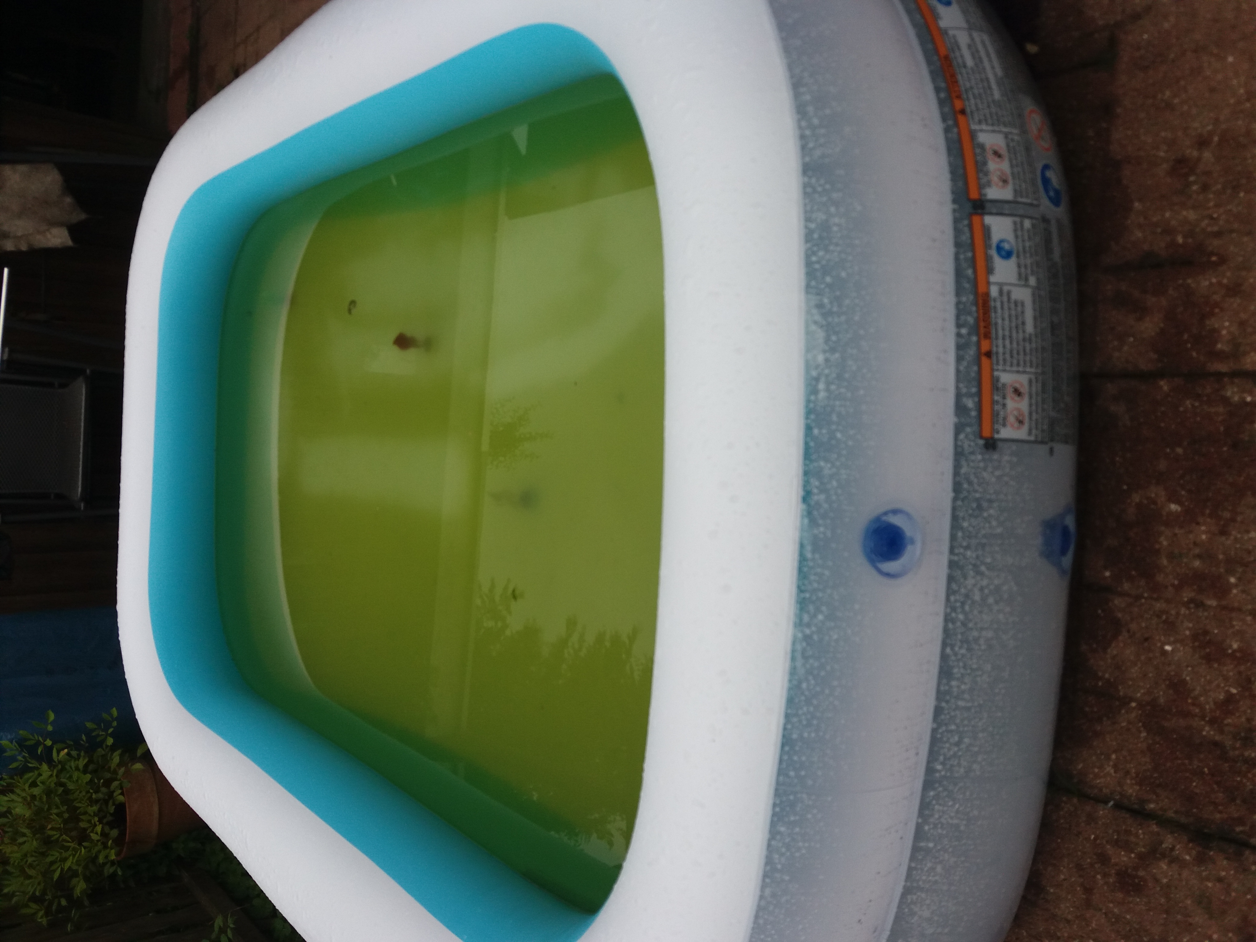 Wie bleibt eine kleiner Pool ohne pumpe sauber und wird nicht grün?