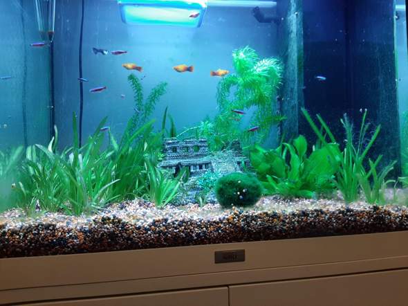 Wie bleibt meine wurzel auf dem Grund?? (Computer, Aquarium, Aquaristik)