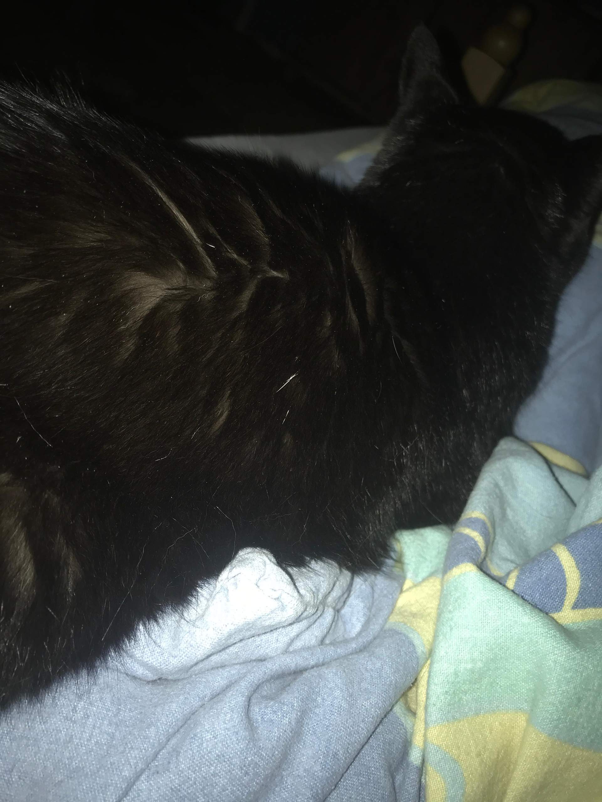 Wie Bringe Ich Meine Katze Zum Kuscheln