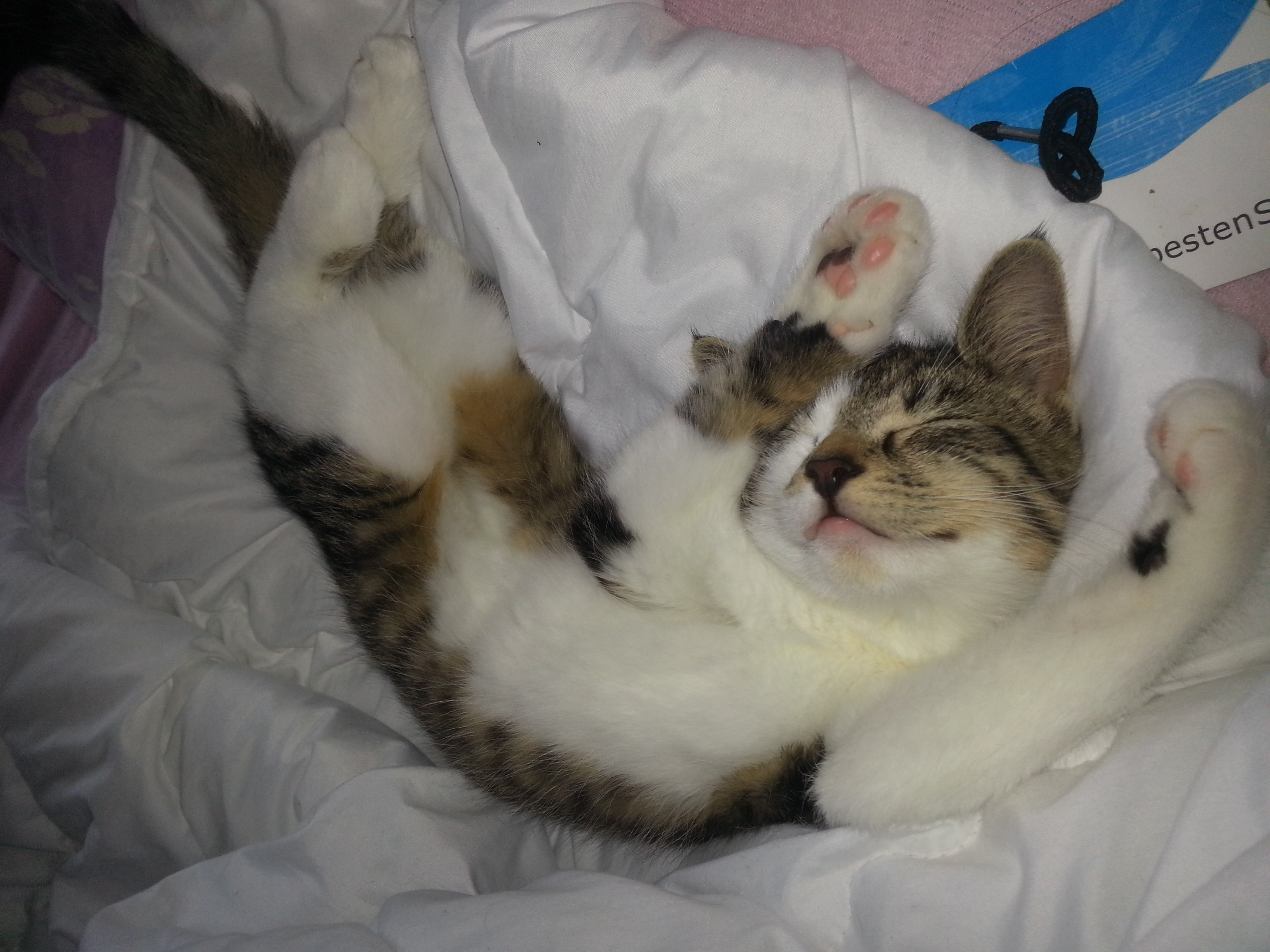 Wie Bringe Ich Meine Katze Zum Kuscheln