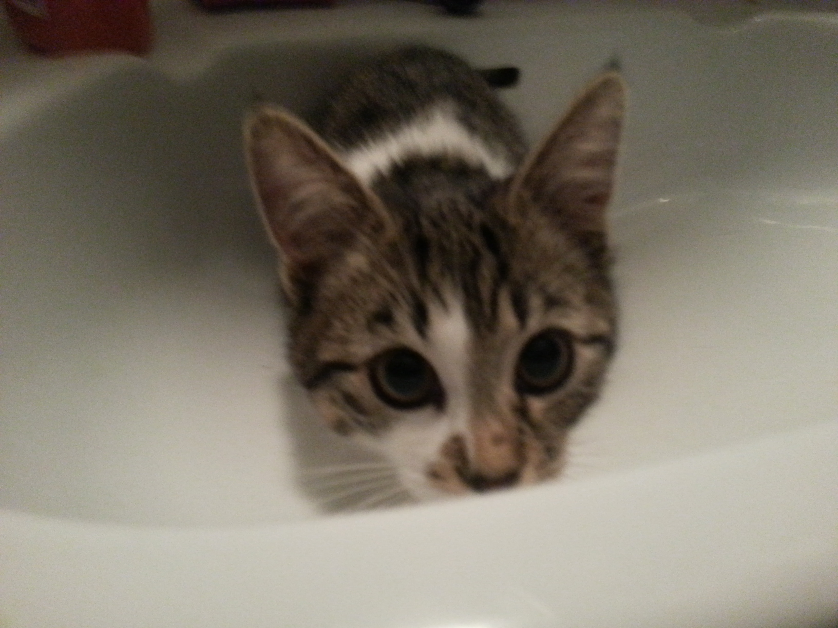 Wie Bringe Ich Meine Katze Zum Kuscheln