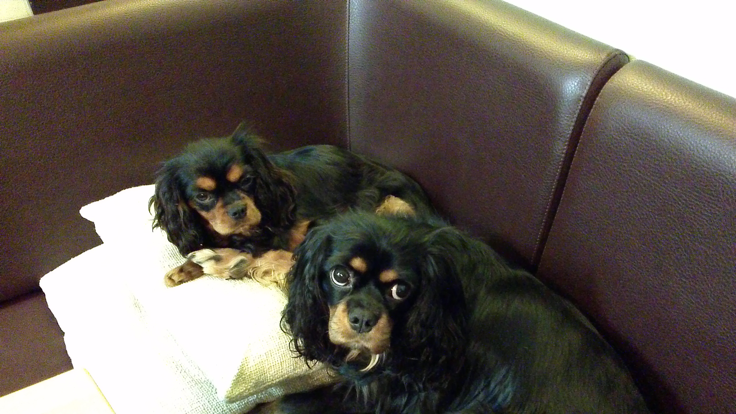Wie bringe ich meinem Hund bei keine anderen Hunde anzuknurren? (Angst