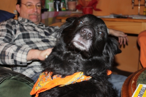 wie bringe ich meinen hund dazu seine wurmkur anzunehmen verweigern