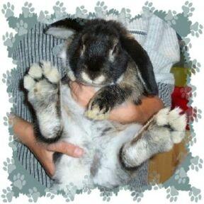 Wie Bringe Ich Meinen Kaninchen Auf Meinem Schoss Zu Legen Und Einfach Mit Ihm Zu Kuscheln Tiere