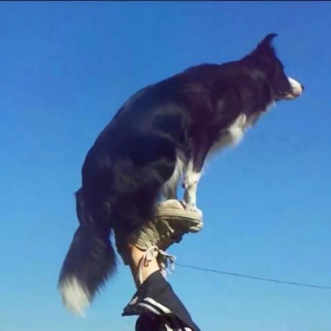 Das Bild hab ich aus YouTube: Border Collie Nana - (Hund, Tricks, Hundeerziehung)