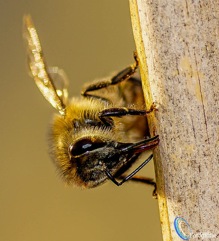 Bienen unsere Zukunft ! - (Fotografie, makro)
