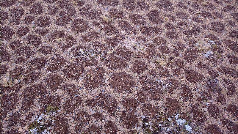 Wie entstehen solche Strukturen? (Mathematik, Biologie, Natur)