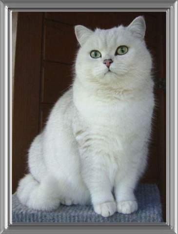 Wie erkenne ich, ob ein BKH-Kitten/britisch Kurzhaar Kätzchen grüne Augen bekommt?