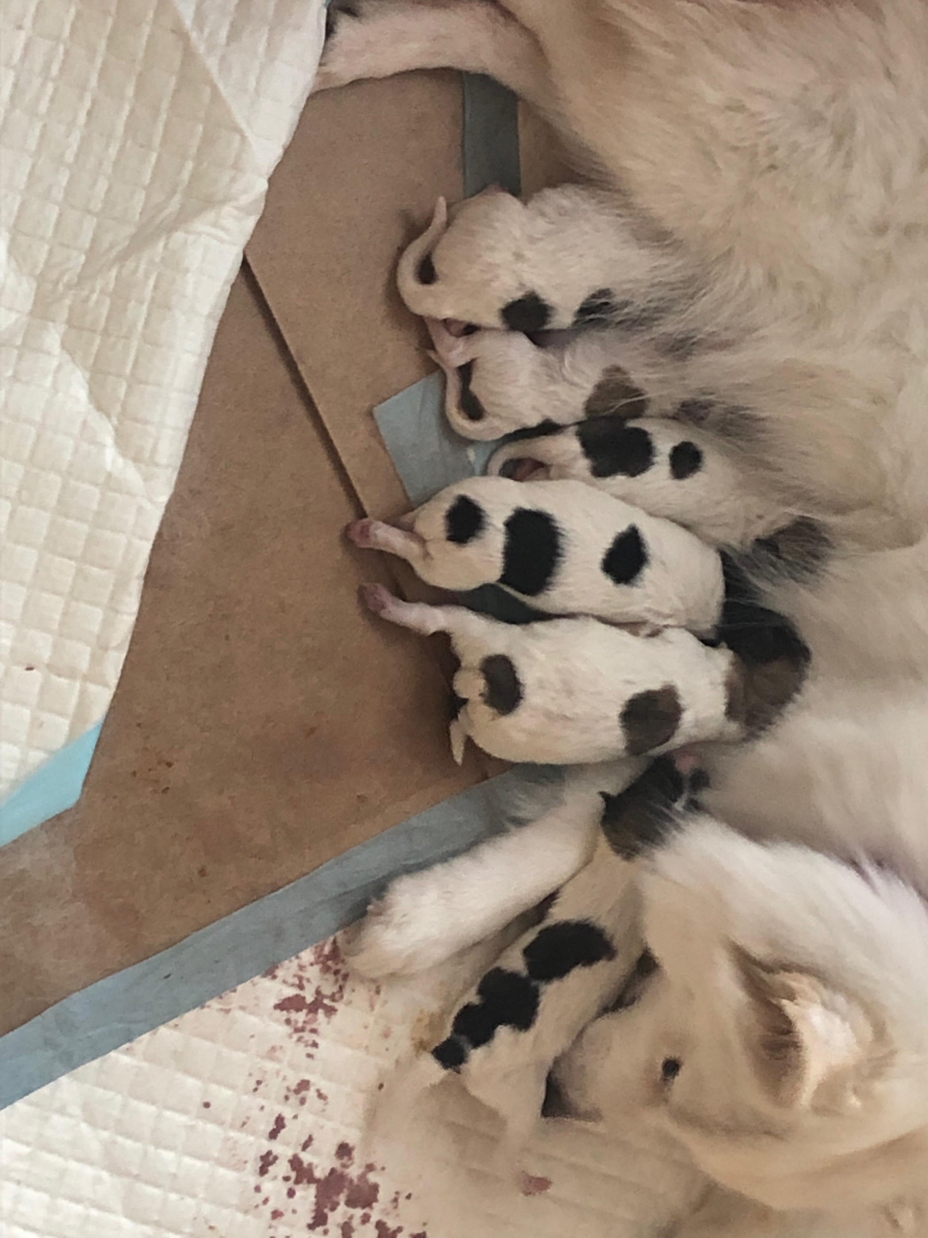 Wie erkennt man die Geschlechter der Welpen? (Hund, Geschlecht)