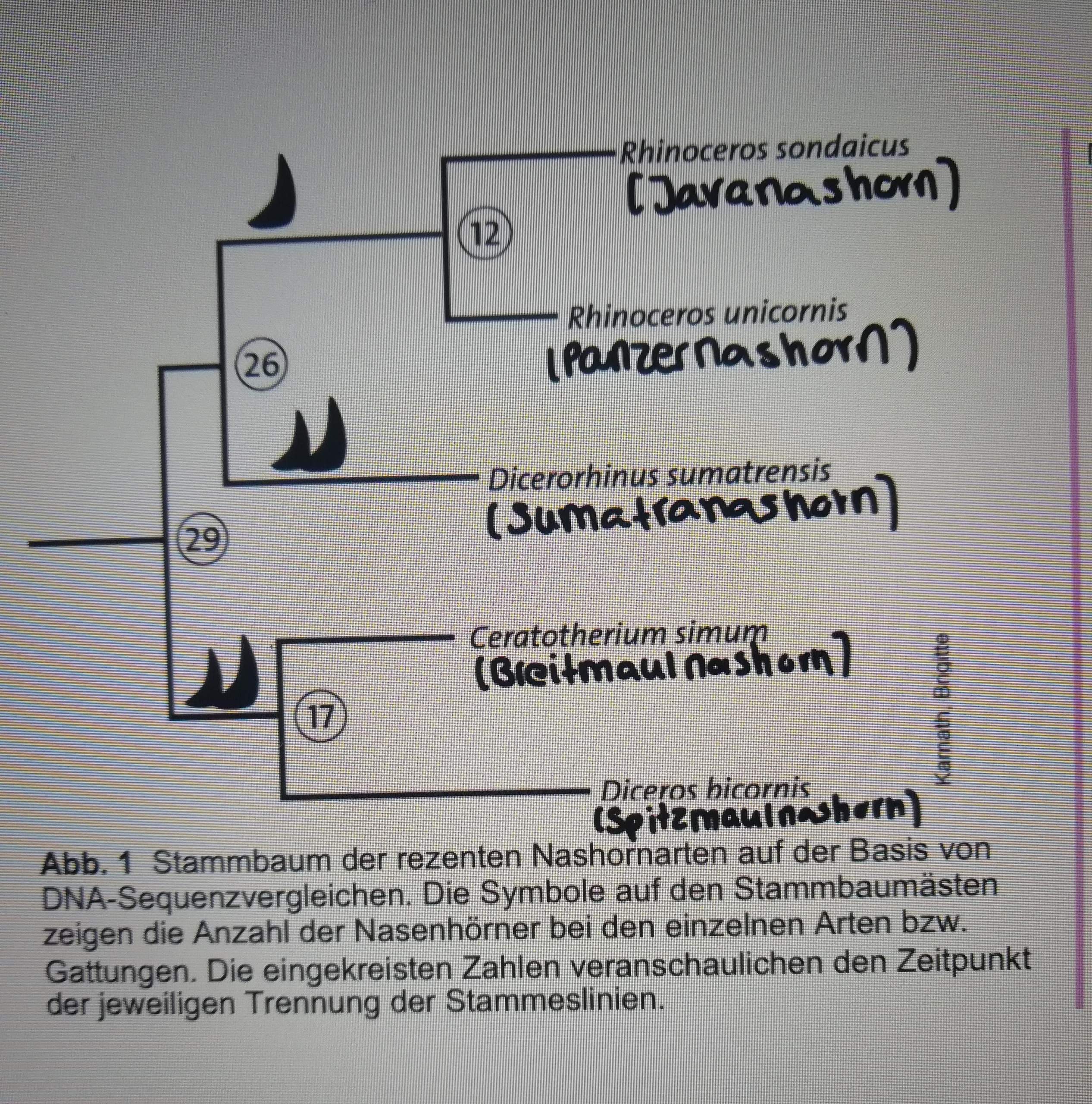 Wie ermittelt man beim DNA Sequenzvergleich wie lange die Arten schon