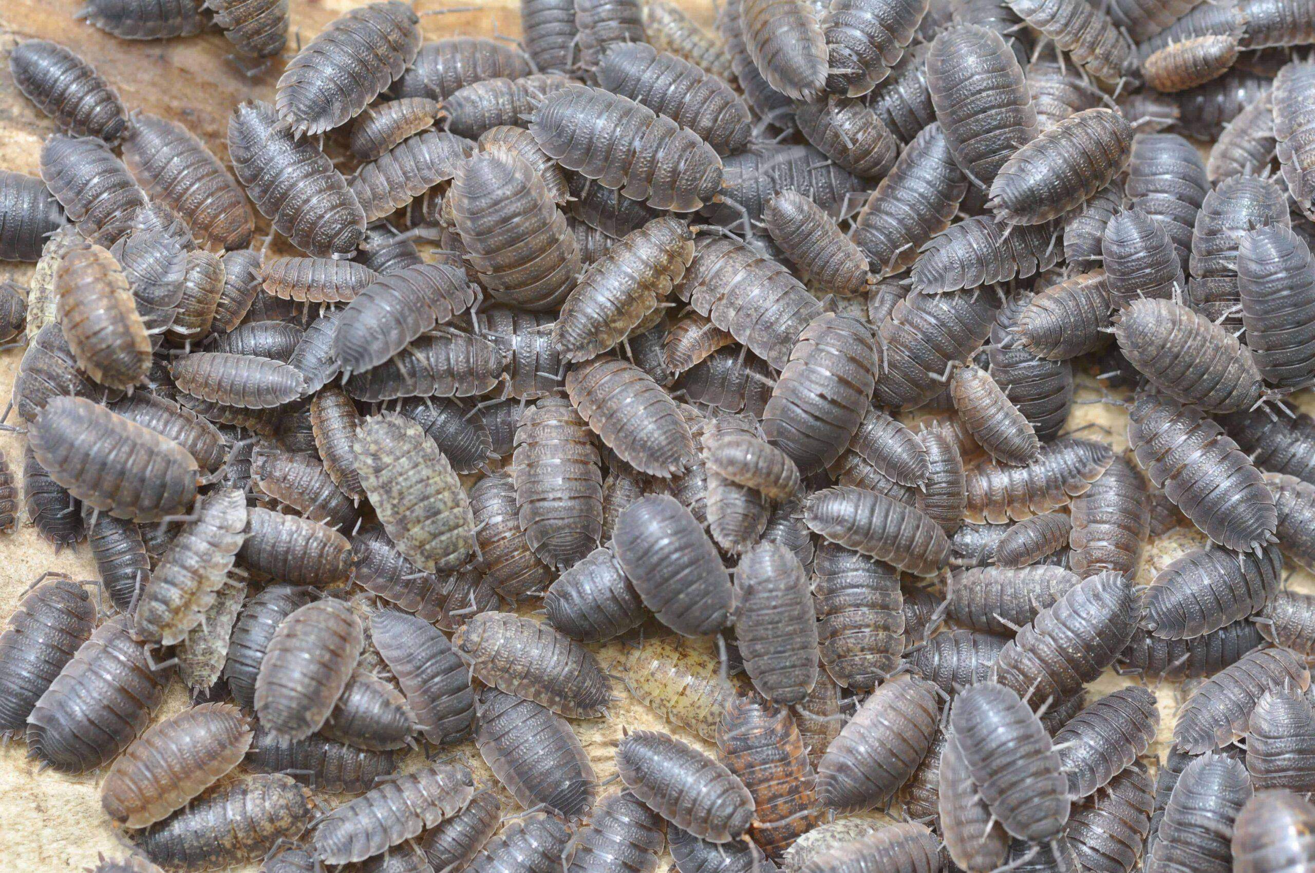 Wie findest du Asseln?