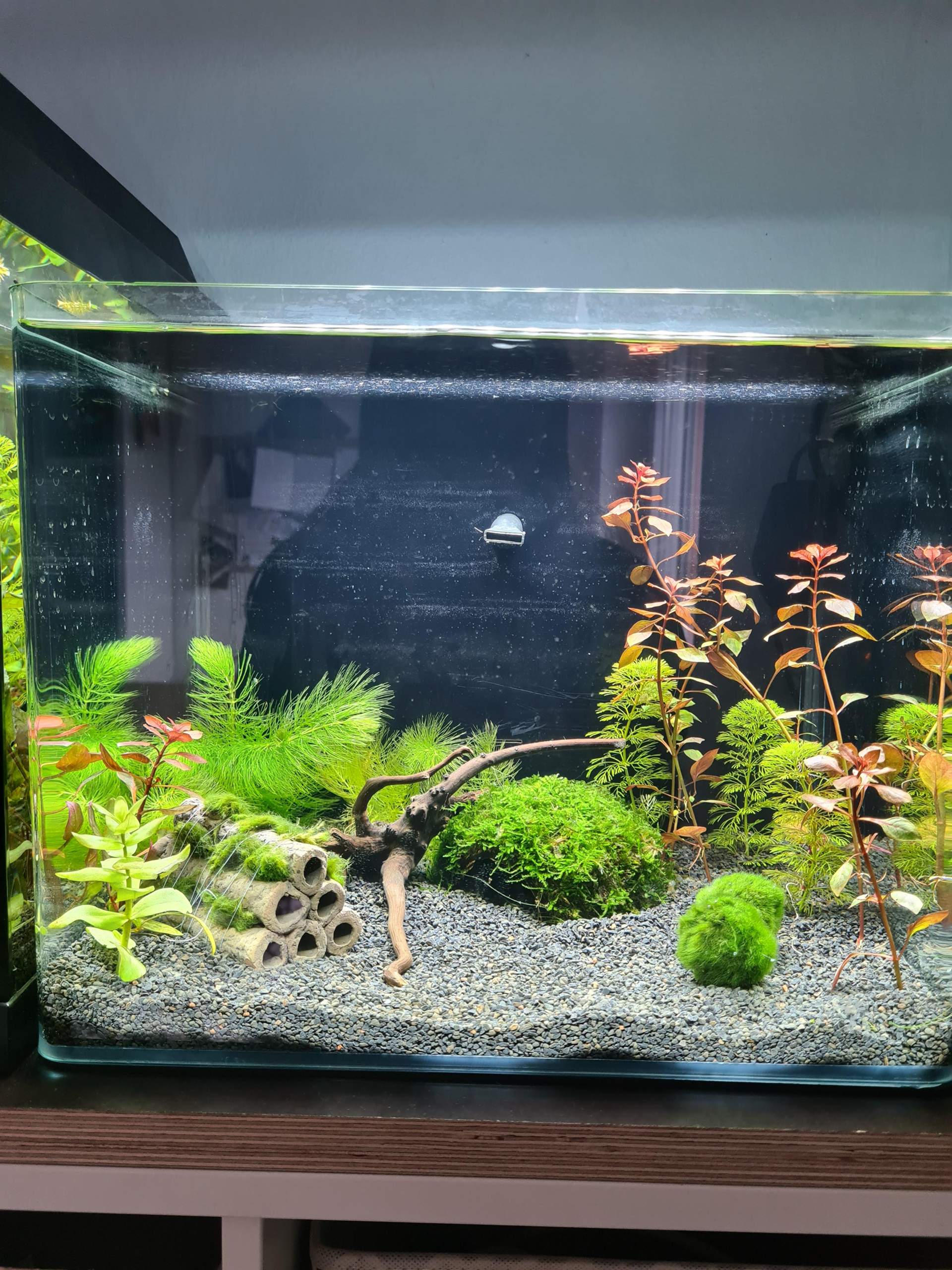 Wie findet ihr mein Garnelenaquarium? (Aquarium, Aquaristik, Garnelen)