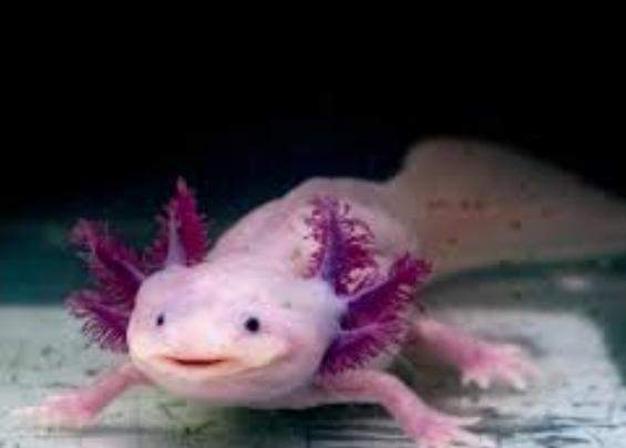 Wie findet ihr Axolotl?
