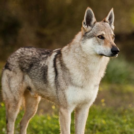 Wie findet ihr das Aussehen von dem Wolfshund? (Tiere, Hund, Hunderasse)