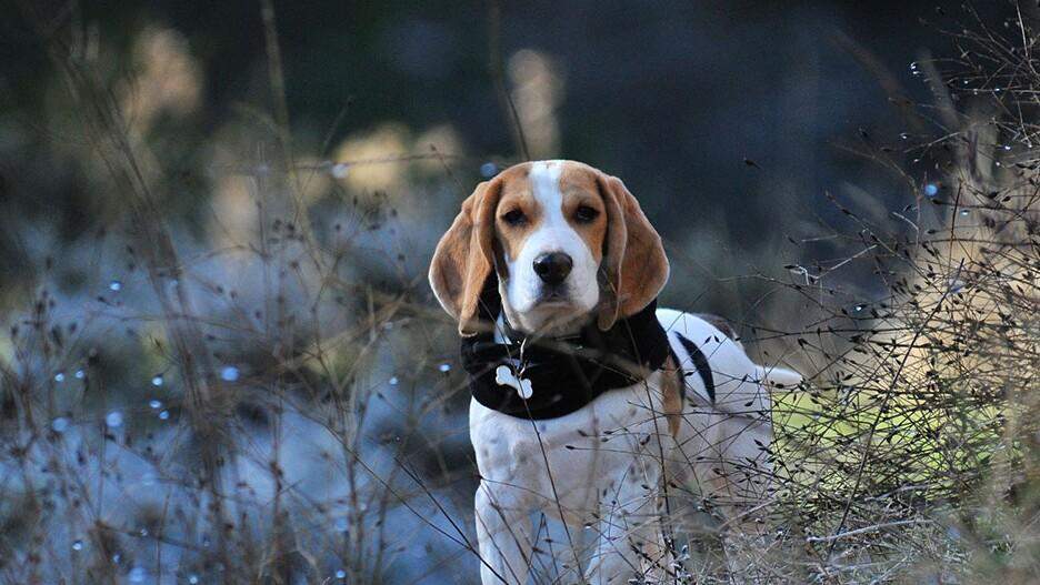 Wie findet ihr Beagle, vom rein optischen her? (Hund)