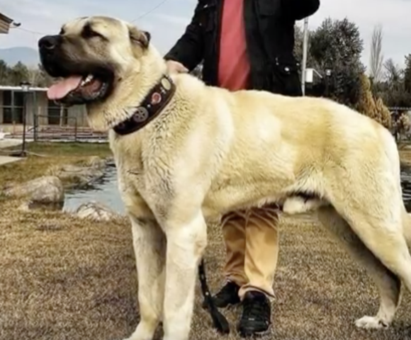 Wie findet ihr den Türkischen Kangal Hirtenhund? (Hund)