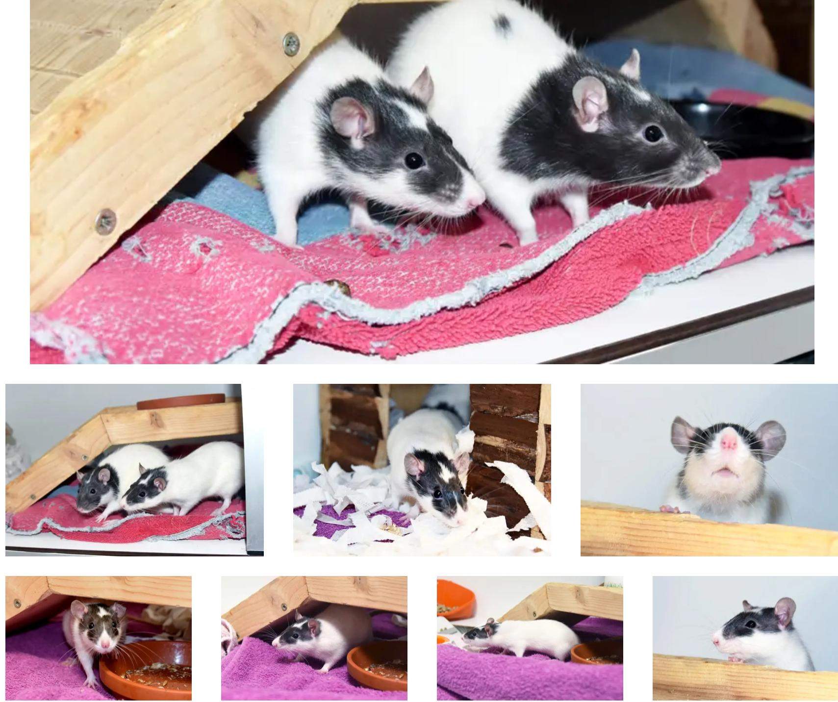 Sharee Ratten Wie findet ihr die Ratten? (Tiere, Nagetiere, Farbratten)