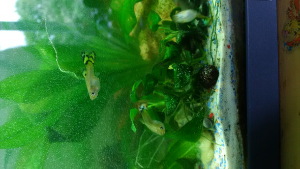 Bild 1 - (Aquaristik, guppy)