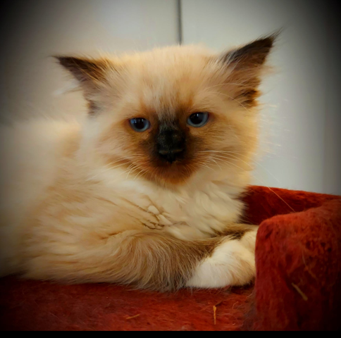 Wie findet ihr diese Katze?