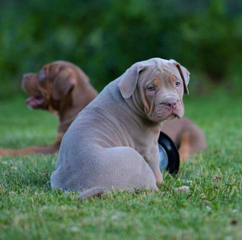 Wie Findet Ihr Diese Welpen Hund