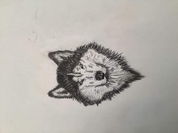 Wie findet ihr diese Zeichnung von einem Wolf?