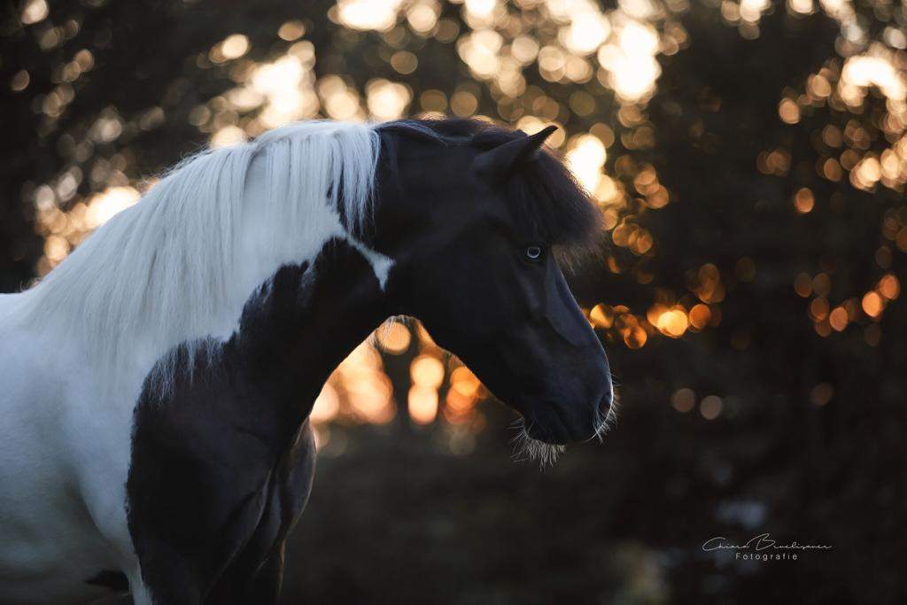 Wie findet ihr diesen Isländer? (Pferde, Pony, Reitbeteiligung)