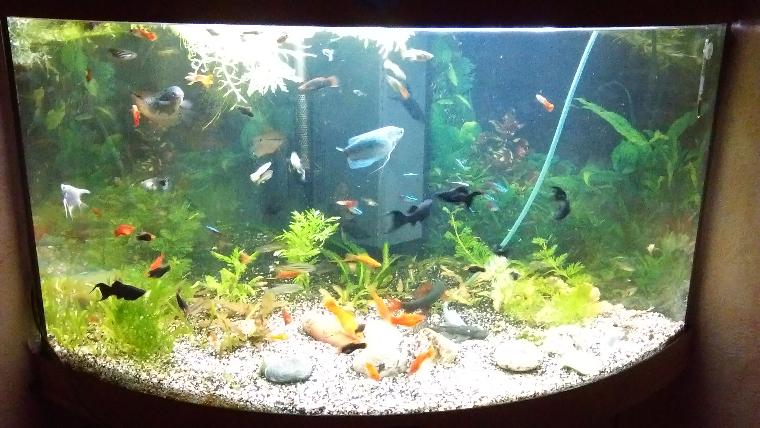 Viele fische über 50 datierung