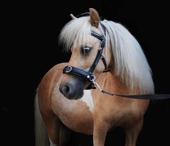 - (Foto, Kamera, Fotografie)