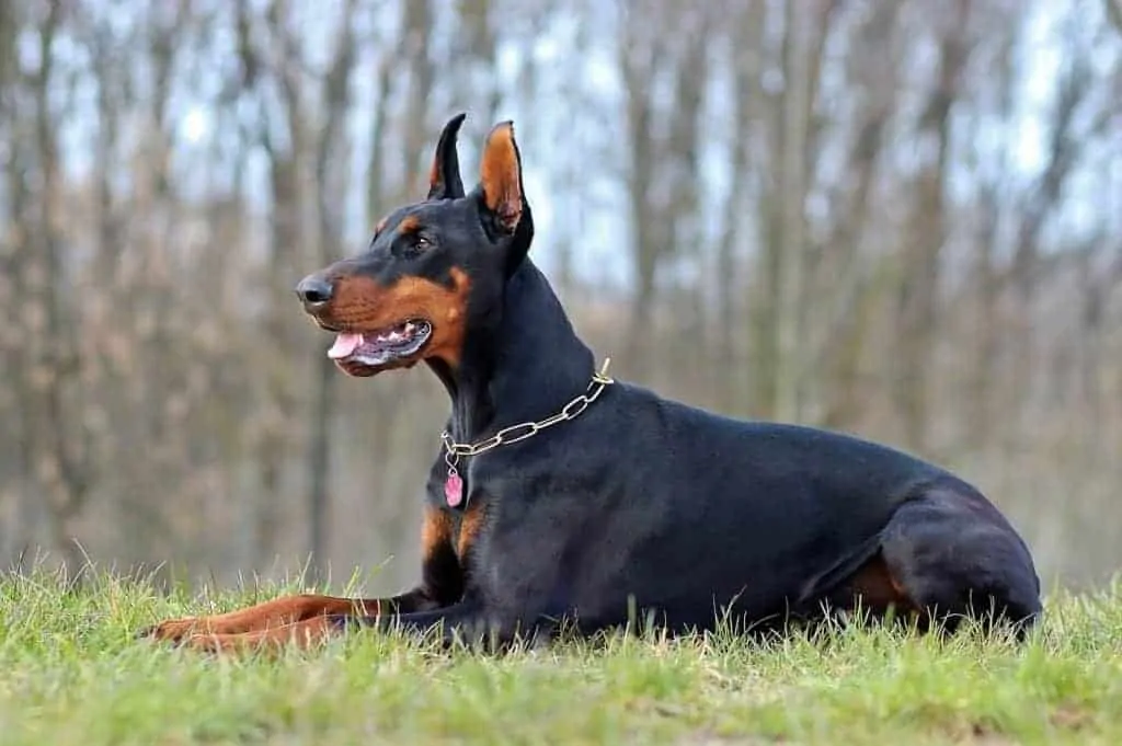 Wie Findet Ihr Einen Dobermann Hund